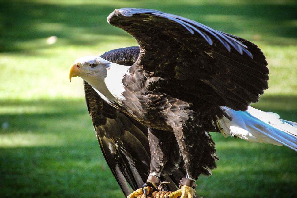 Free Image of Majestic Bird of Prey Perched on Glove 