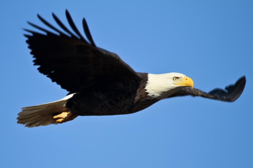Free Image of Bald Eagle Soaring Through Blue Sky 