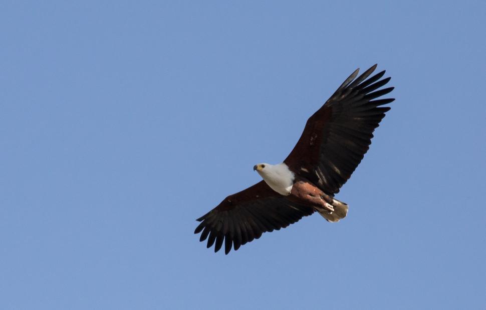 Free Image of Majestic Bird Soaring Through Blue Sky 