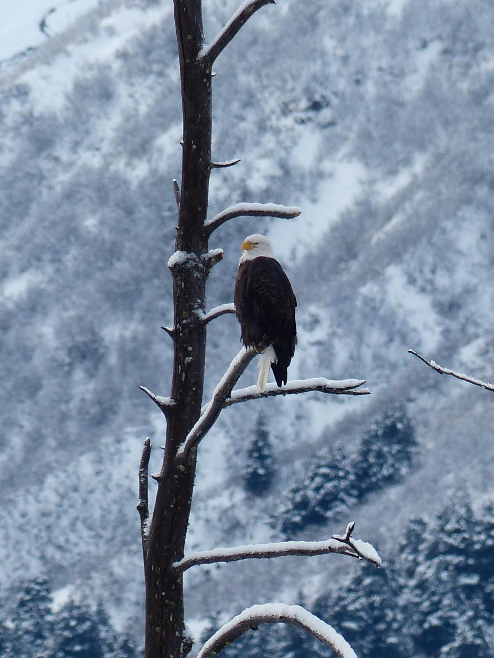 Free Image of Bird Perched on Tree Branch in Front of Mountain 