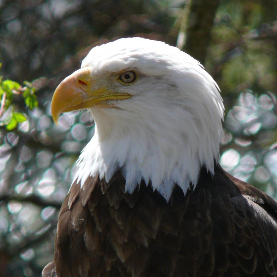 Free Image of Bald Eagle Perched on Tree Branch 
