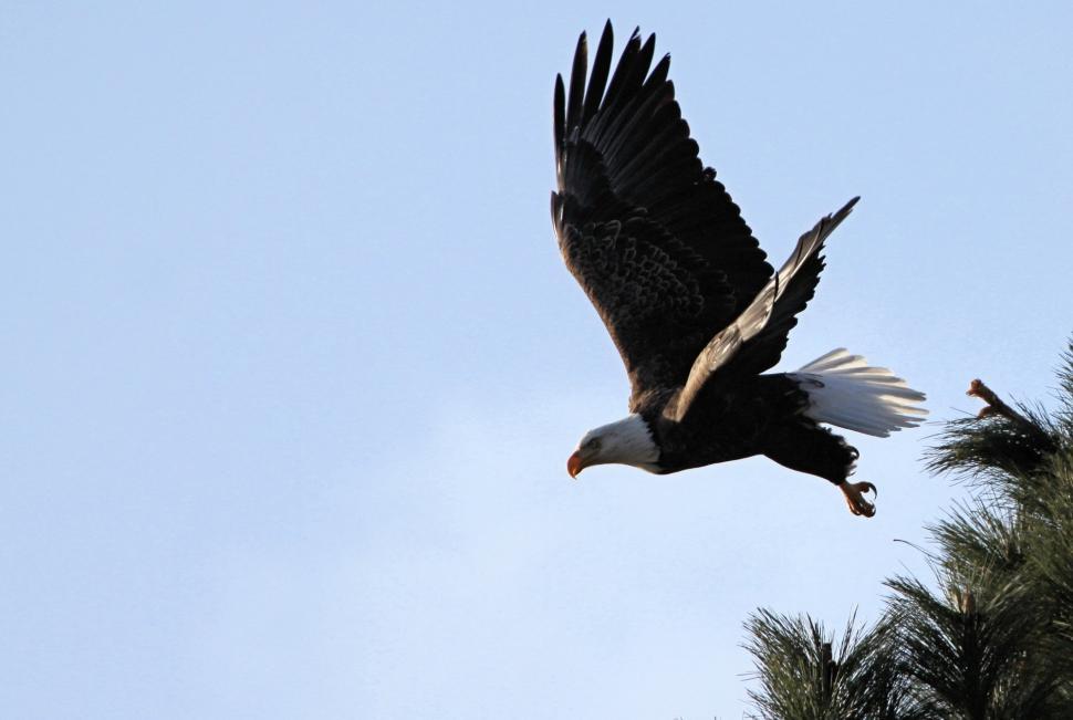 Free Image of Majestic Bird Soaring Across a Clear Blue Sky 