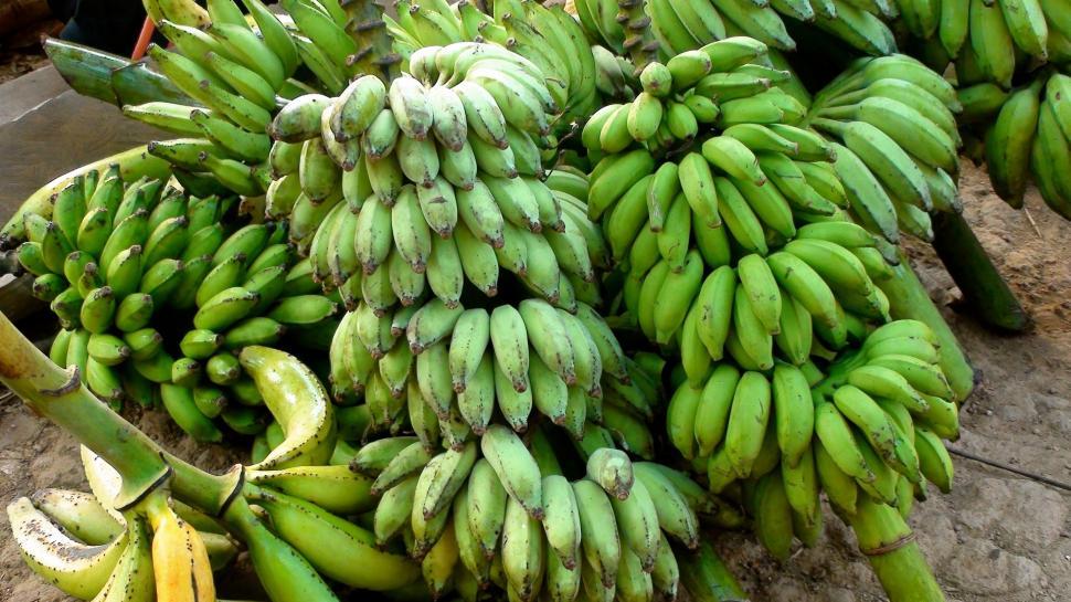 Free Image of Stack of Green Bananas 