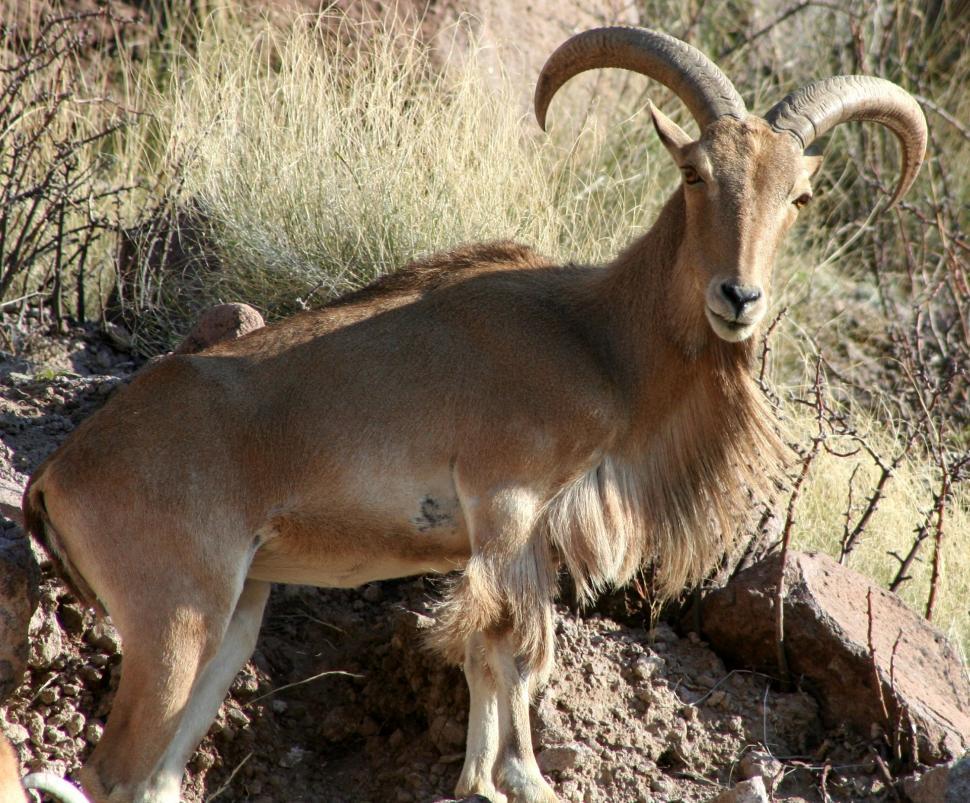 Free Image of Mountain Goat Standing on Rocky Hillside 