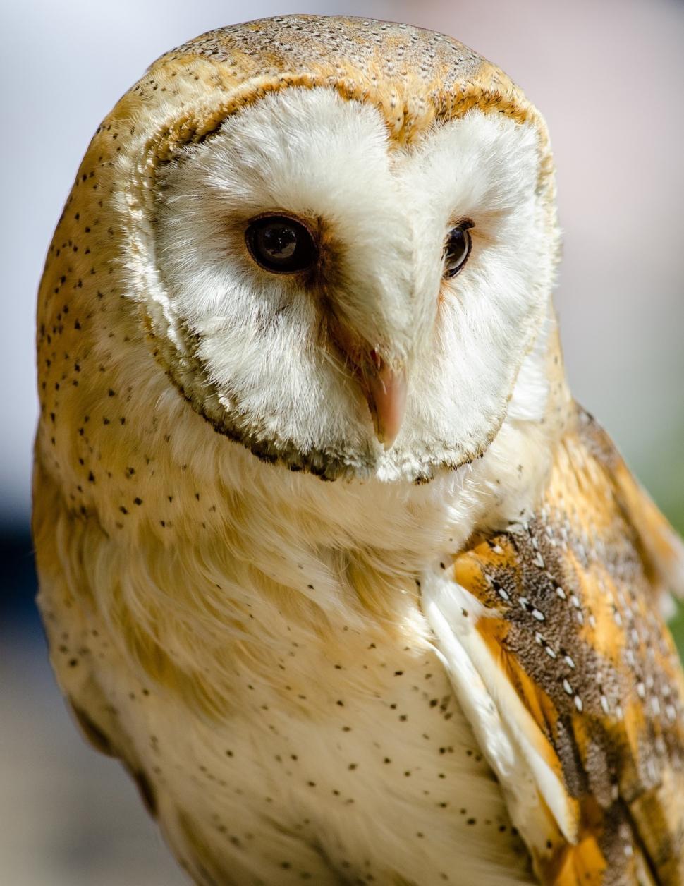 Free Image of Close Up of Owl With Blurry Background 