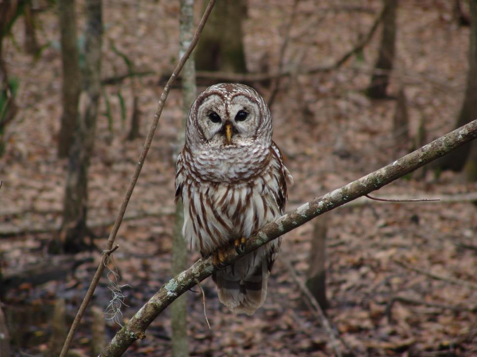 Free Image of Owl Perched on Tree Branch in Forest 