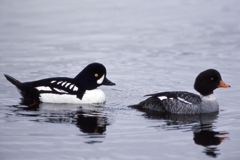 Free Image of Pair of Ducks Floating on Lake 