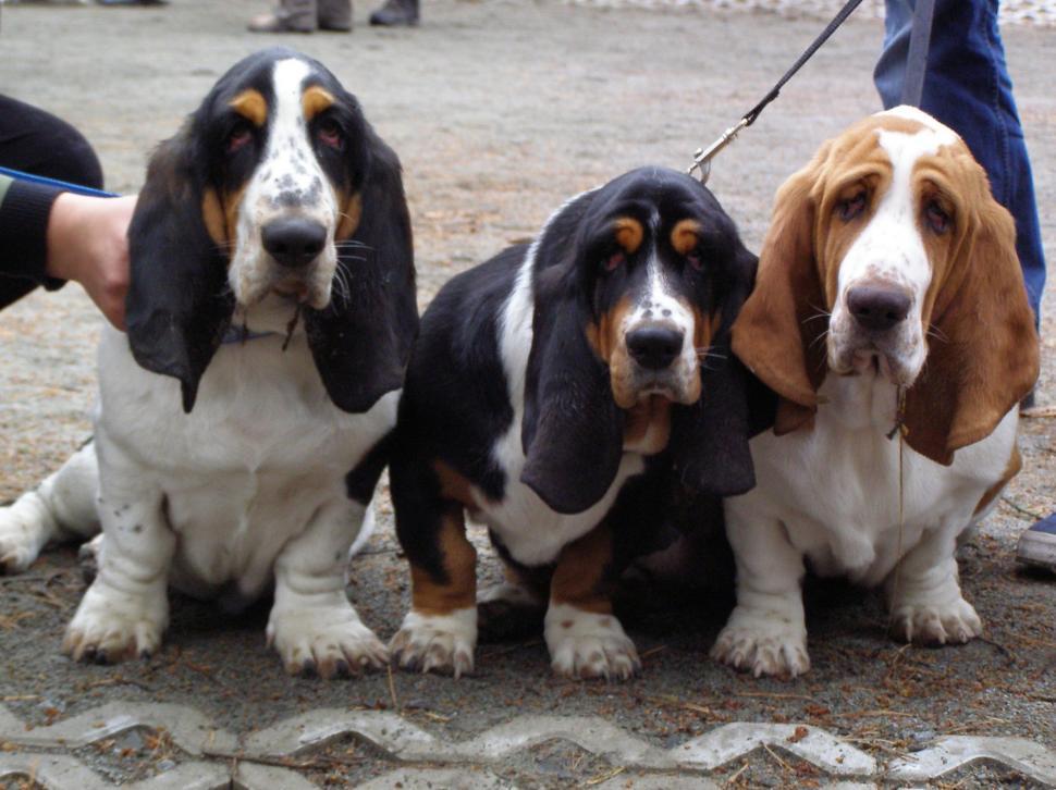 Free Image of Group of Dogs Sitting Together 