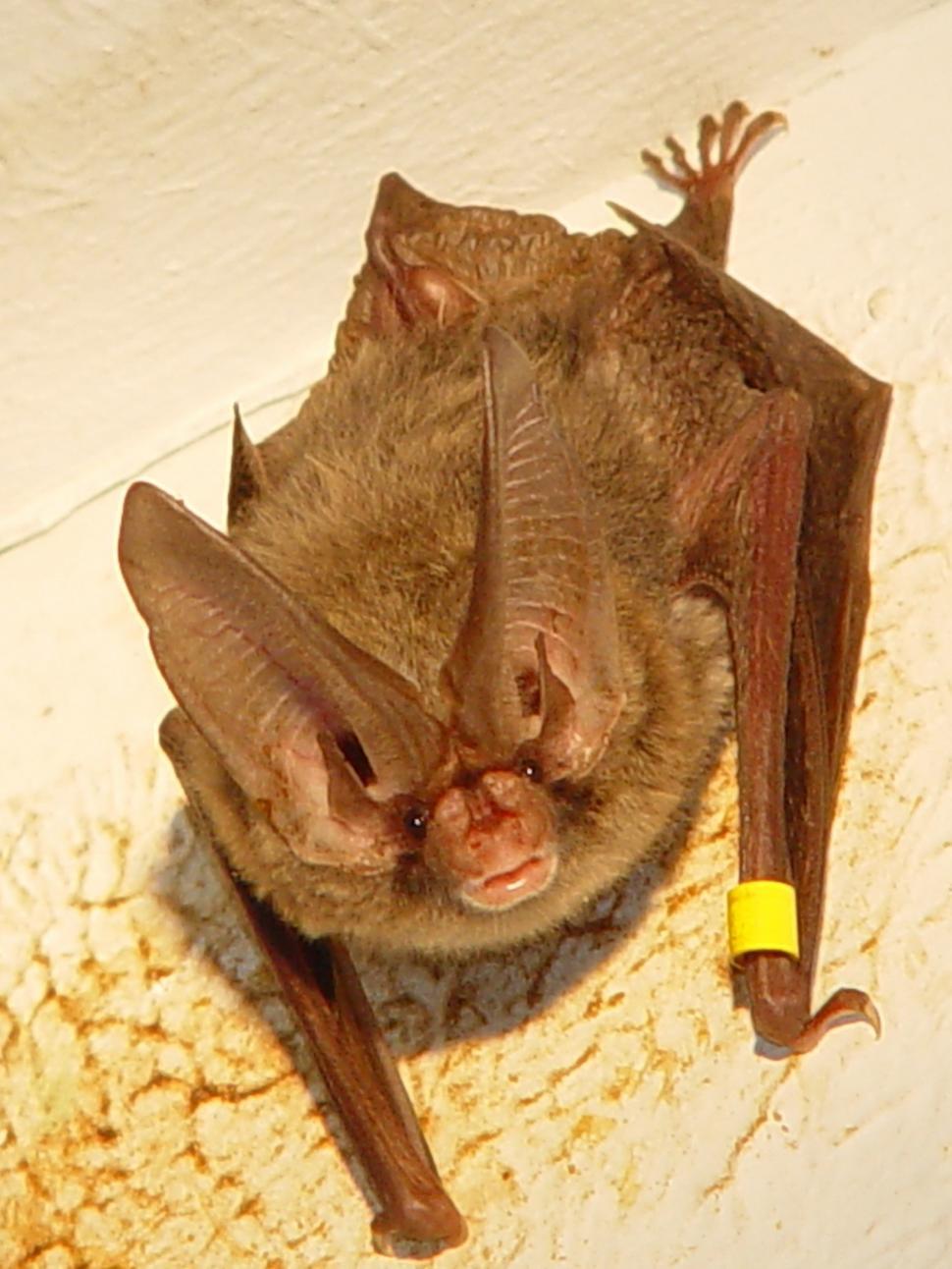 Free Image of Bat Holding Yellow Stick in Mouth 