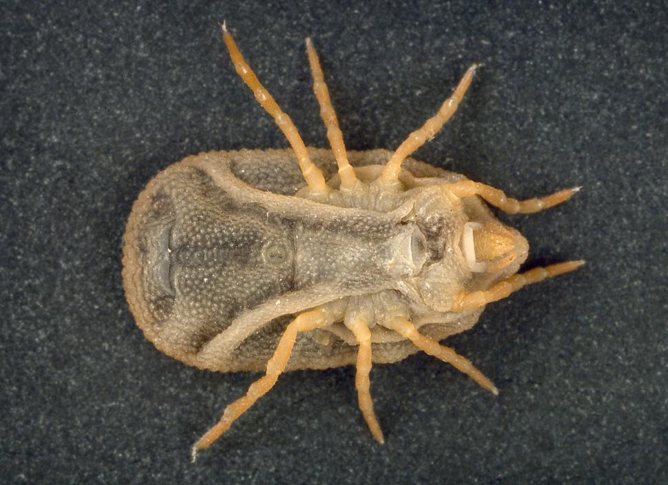 Free Image of Close Up of Bug on Black Surface 