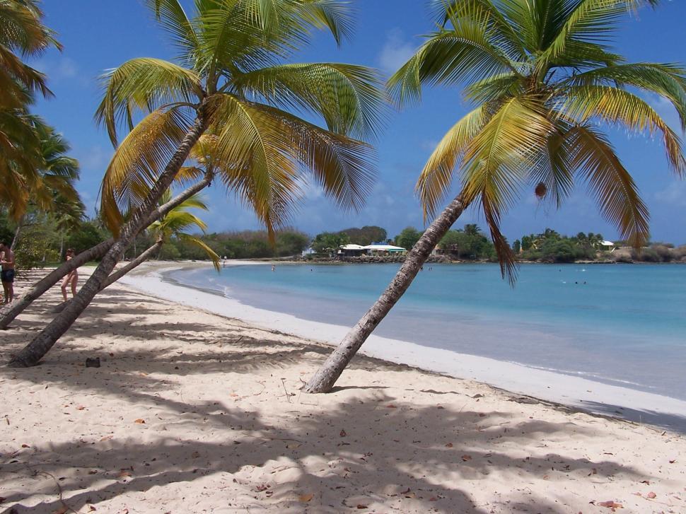 Free Image of Sandy Beach With Palm Trees and Clear Blue Water 