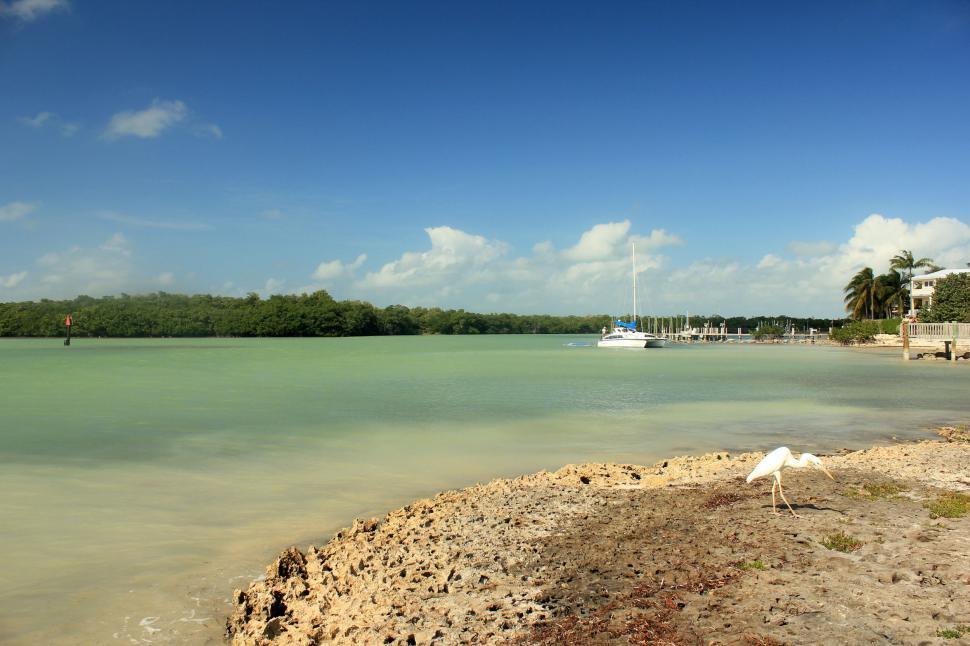 Free Image of Bird Standing on Beach by Water 
