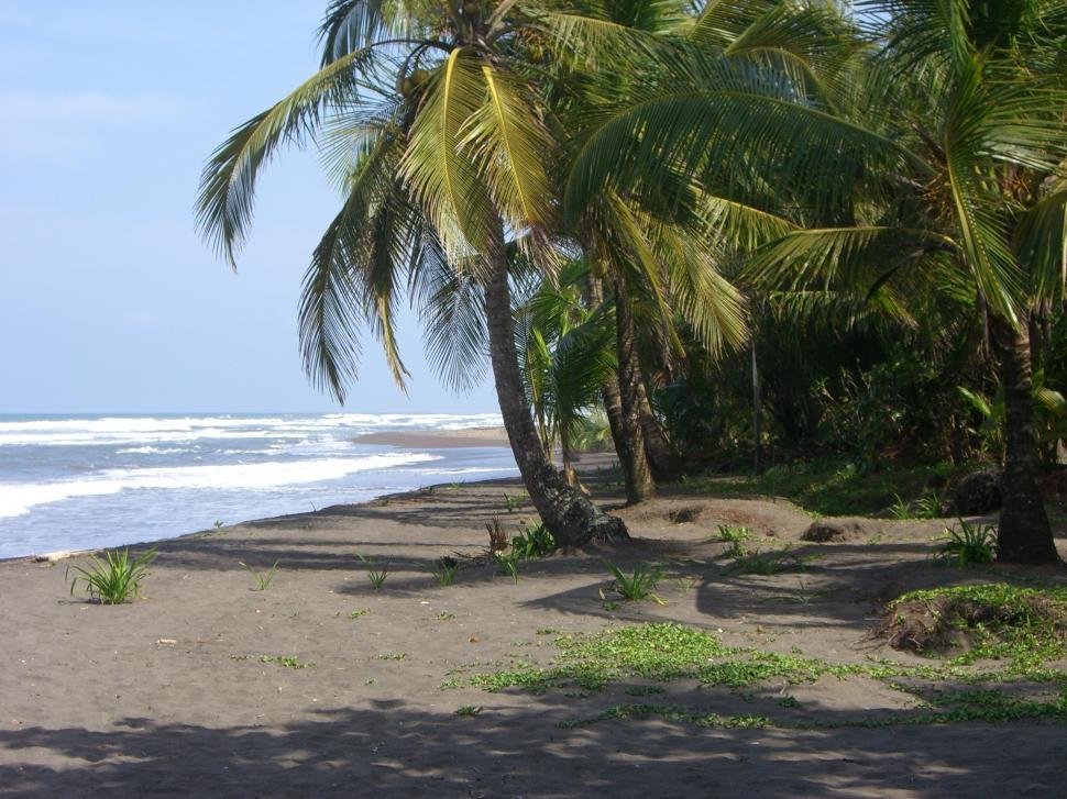 Free Image of Beach With Palm Trees and Ocean View 