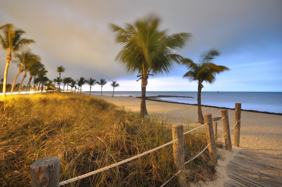 Free Image of Palm Trees and Ocean at Beach 