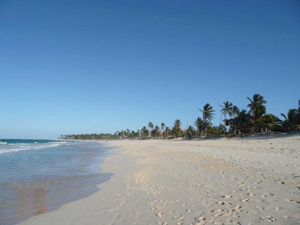 Free Image of Sandy Beach Next to Ocean With Palm Trees 