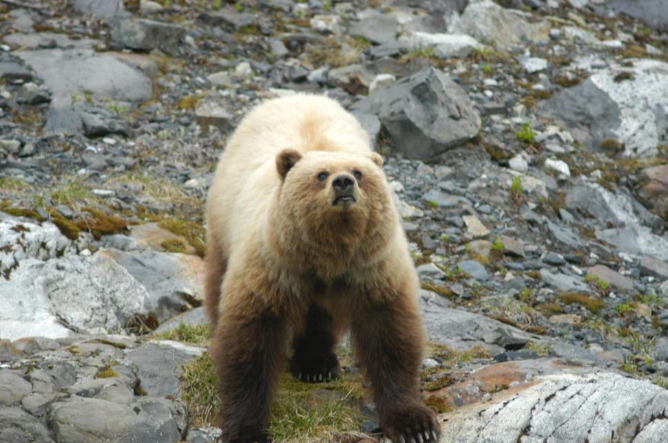 Free Image of Large Brown Bear Standing on Top of Rocky Hillside 