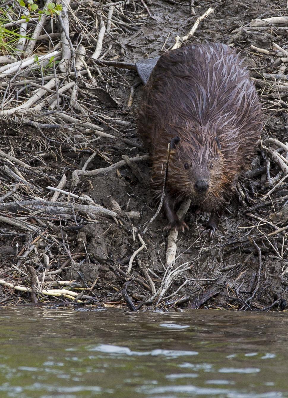 Free Image of Beaver Digging in Mud Near Water 
