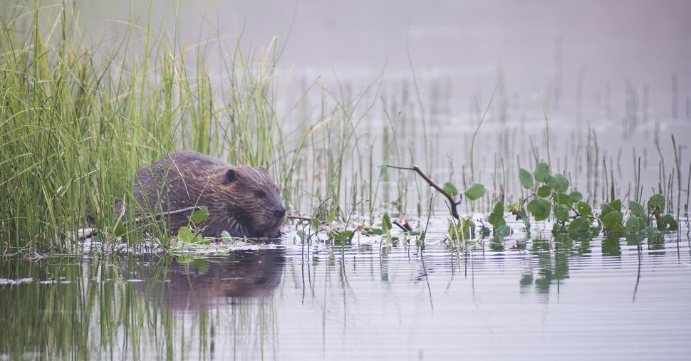 Free Image of Small Animal Swimming in Water Surrounded by Tall Grass 