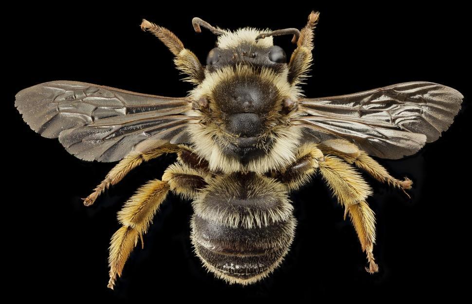 Free Image of Bee Close Up on Black Background 