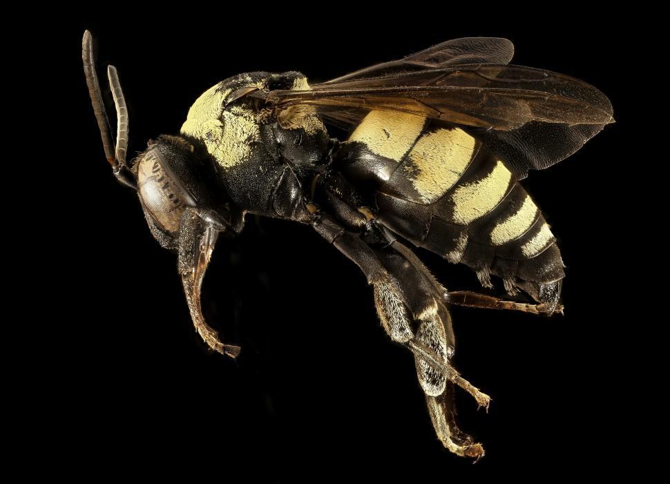 Free Image of Black and White Striped Bee on Black Background 