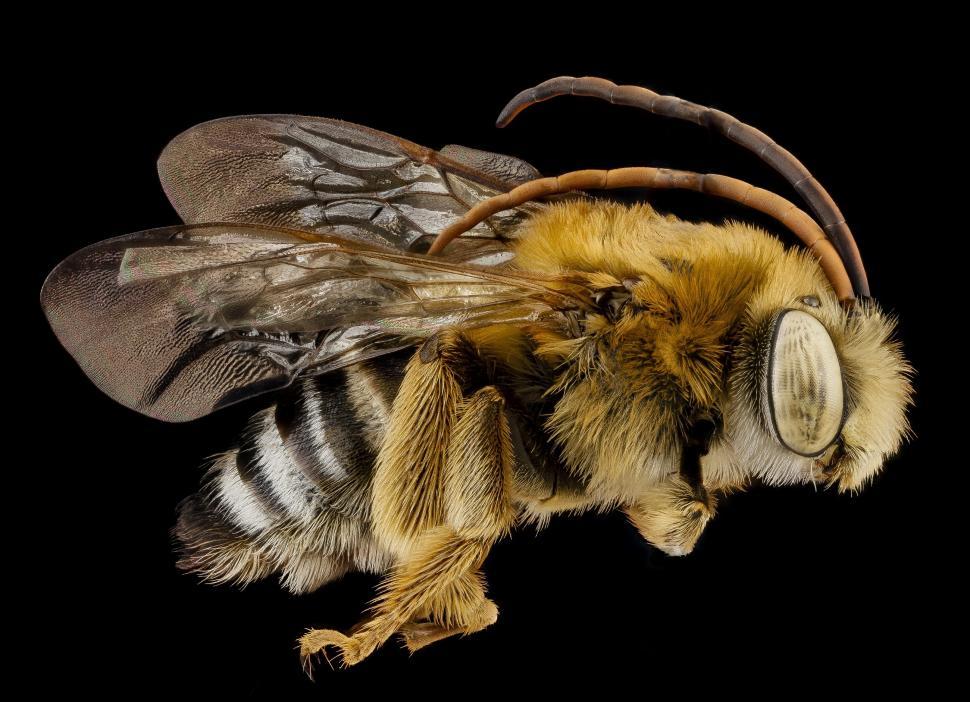 Free Image of Bee Close Up on Black Background 