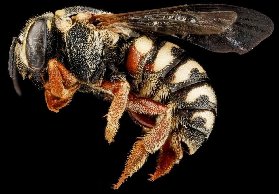 Free Image of Close Up of Bee on Black Background 