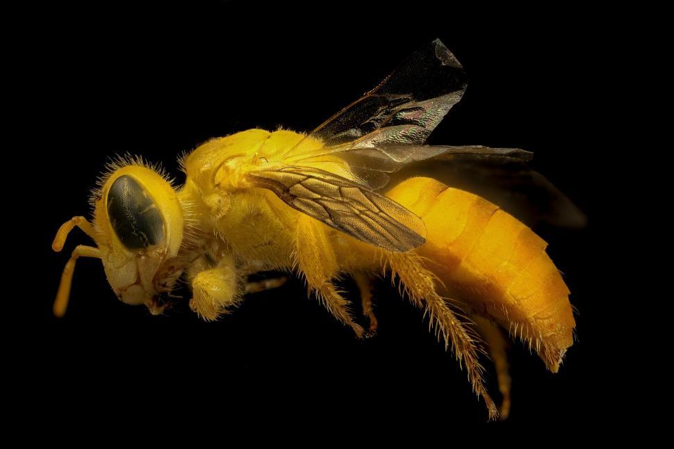 Free Image of Bee Close Up on Black Background 