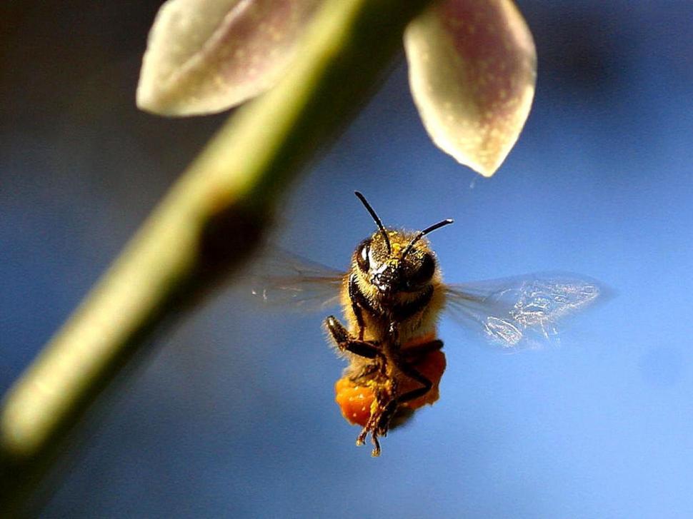 Free Image of Bee Pollinating Flower 