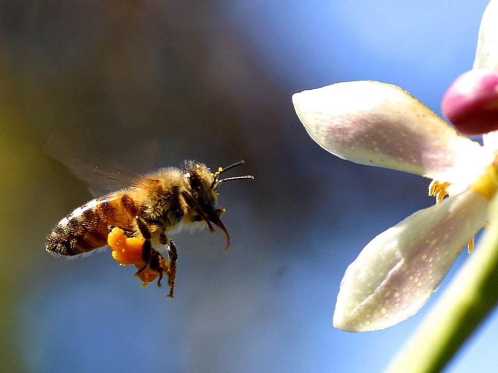 Free Image of Bee Flying Near Flower 