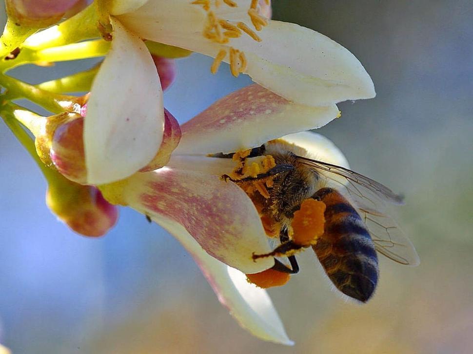 Free Image of Bee Pollinating Flower Close Up 
