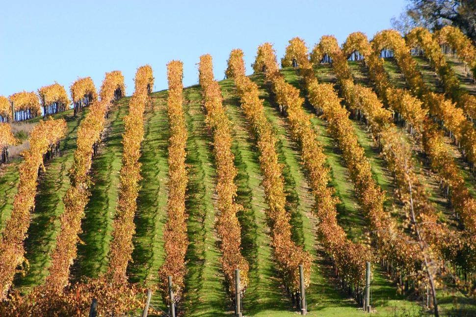 Free Image of Dense Tree-covered Hillside Next to Forest 