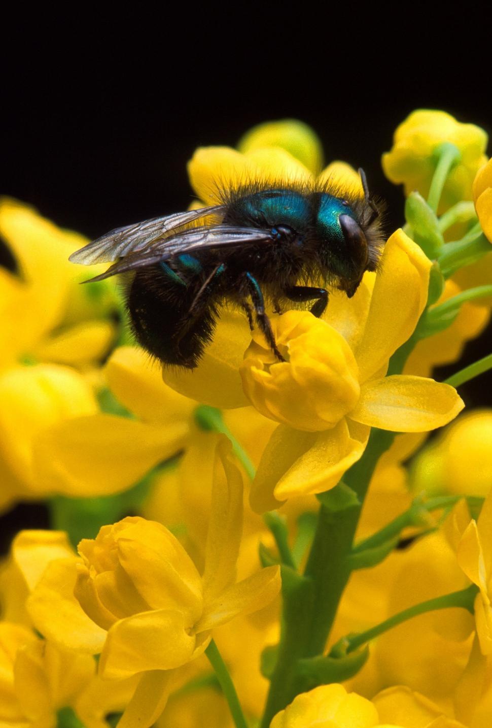 Free Image of Bee Sitting on Yellow Flower 