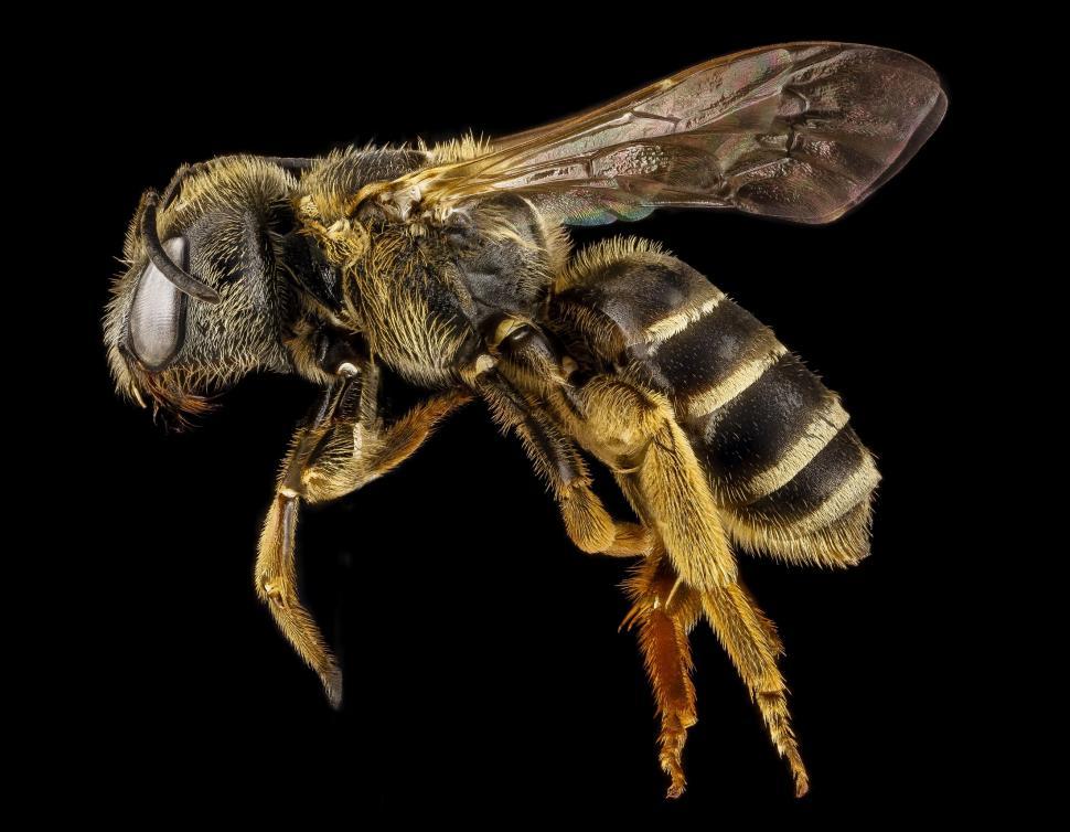 Free Image of Close Up of Bee on Black Background 