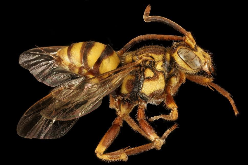 Free Image of Bee Close Up on Black Background 