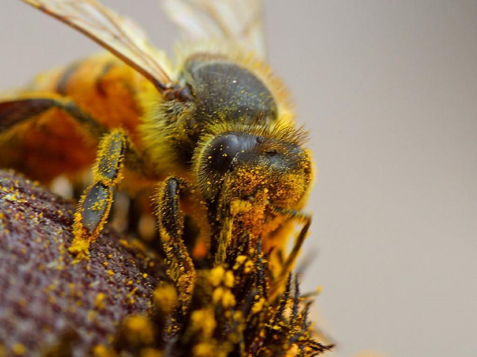 Free Image of Bee Pollinating Flower Close Up 