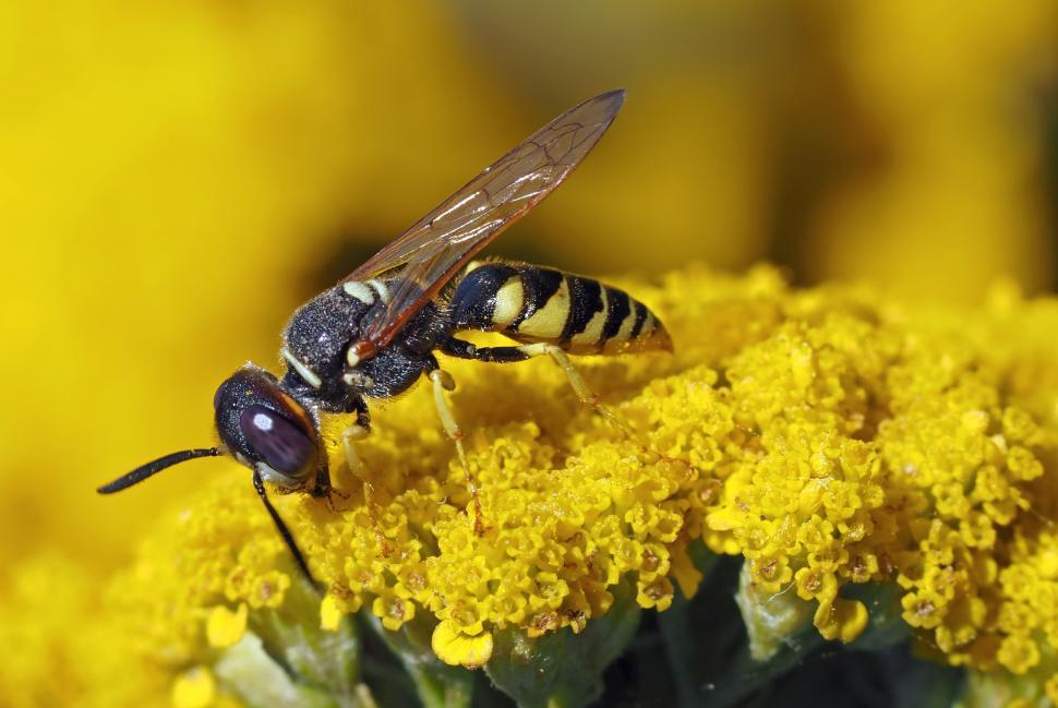 Free Image of Bee Close Up on Flower 