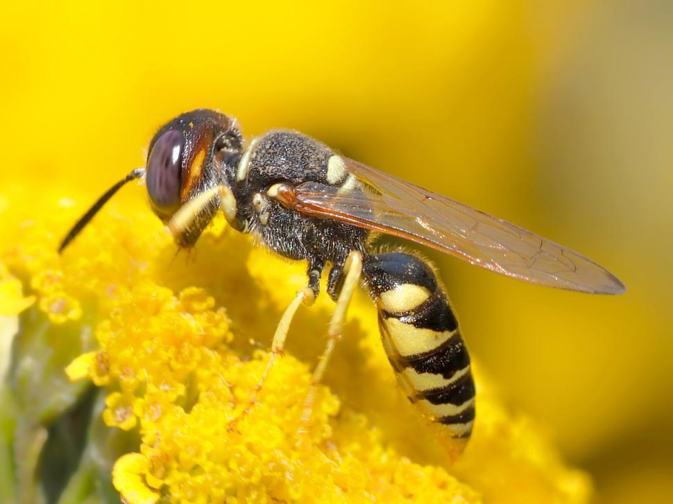 Free Image of Bee Pollinating Flower Close Up 