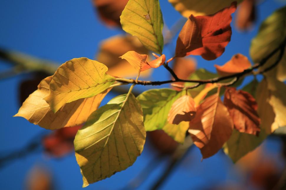 Free Image of Changing Colors of Tree Leaves 