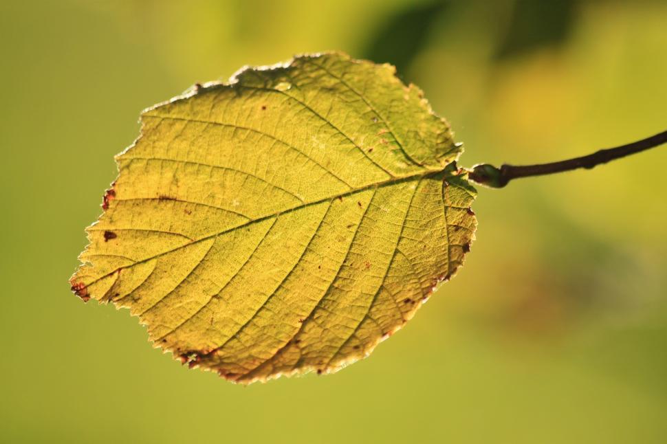 Free Image of Leaf Resting on Branch 