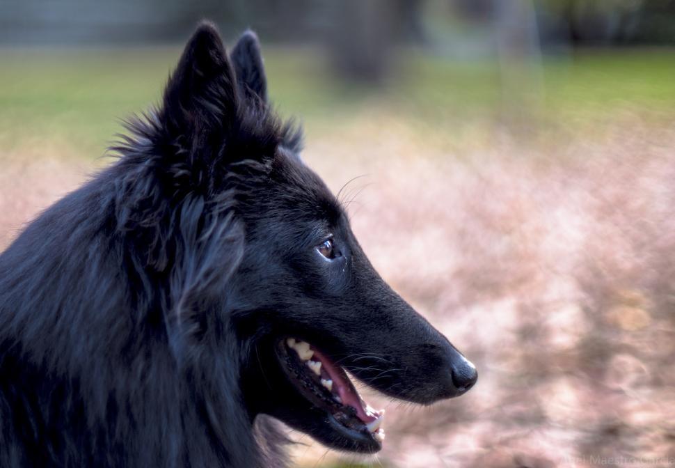 Free Image of Close Up of Dog With Blurry Background 