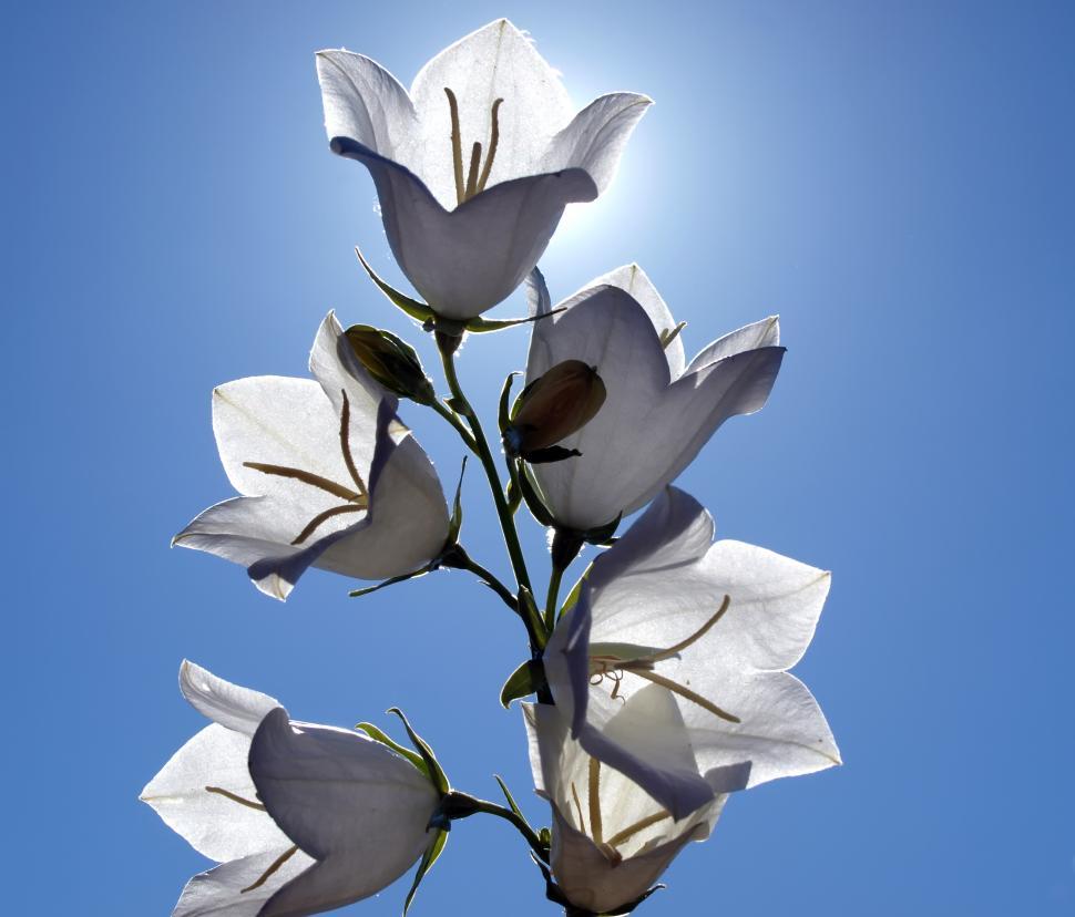 Free Image of White Flowering Plant Against Blue Sky 