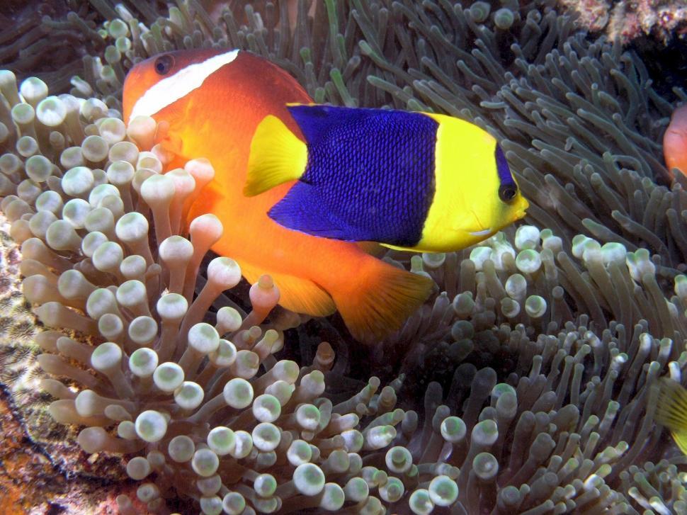 Free Image of Clown Fish Swimming Around Anemone 