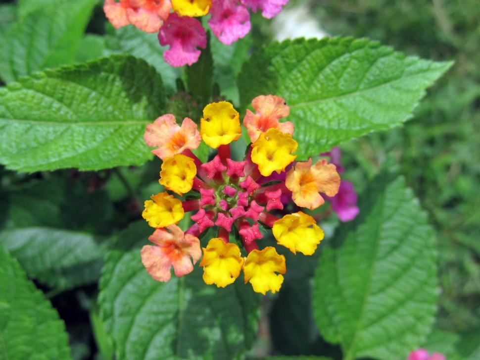 Free Image of Cluster of Flowers Growing in Grass 