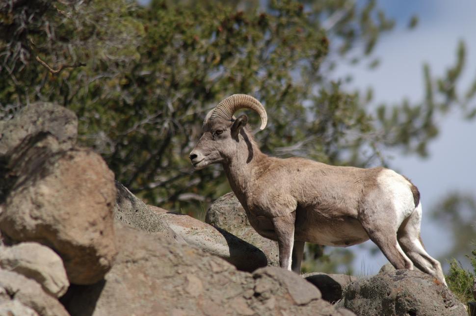 Free Image of Ram Standing on Rocky Hillside 