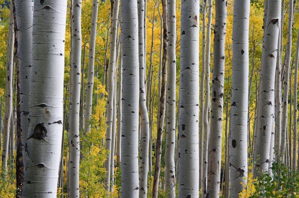 Free Image of Tall White Trees Towering in Forest 