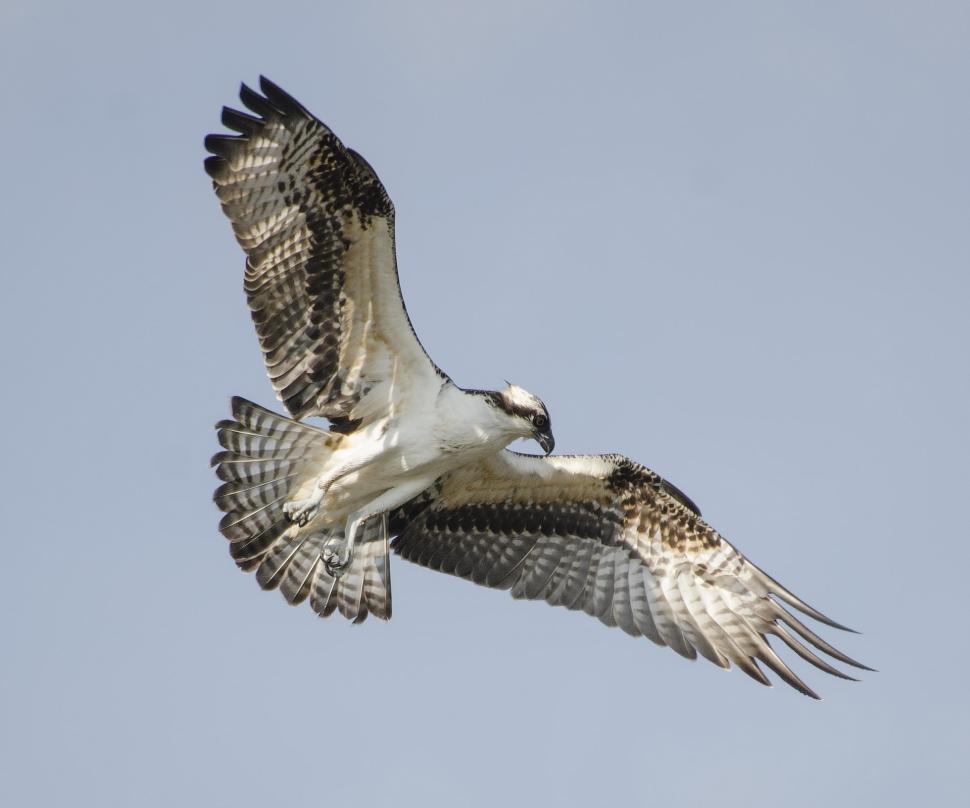 Free Image of Majestic Bird Soaring Through Blue Sky 