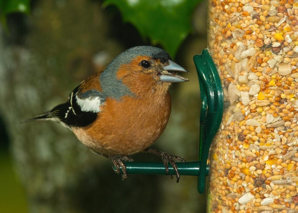 Free Image of Bird Perched on Bird Feeder 
