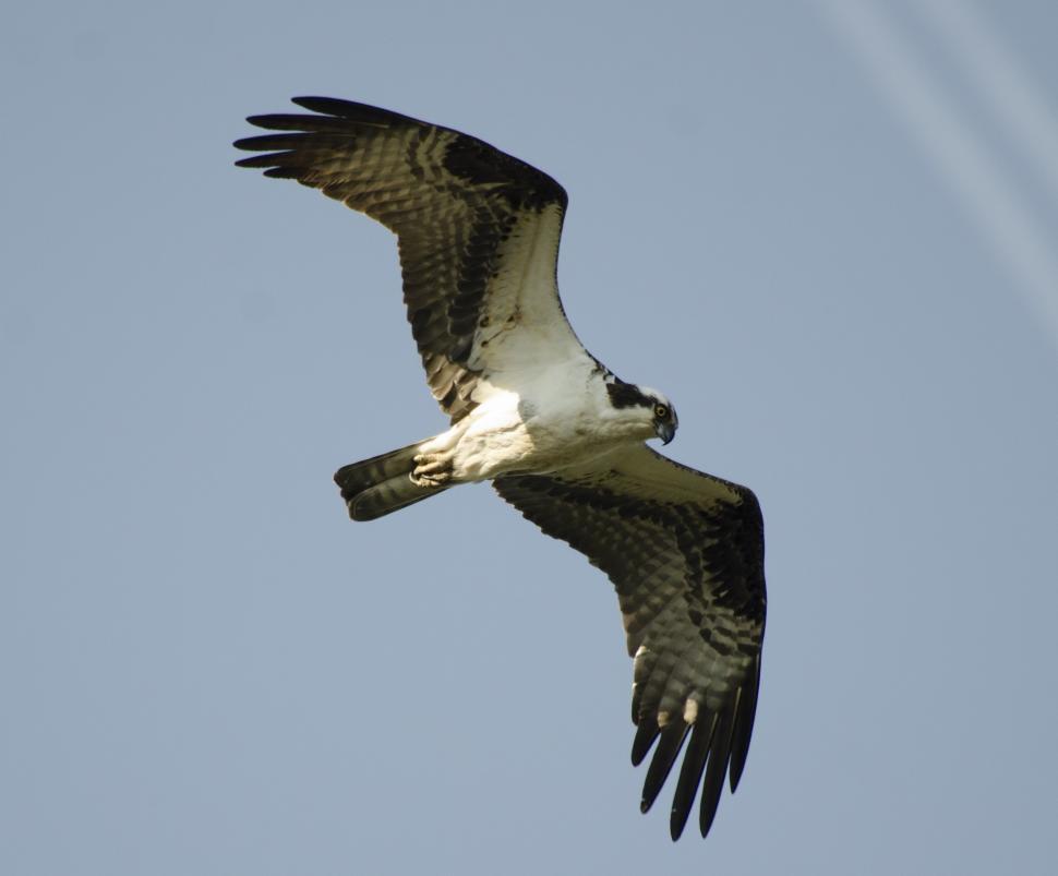 Free Image of Large Bird Soaring Across Blue Sky 