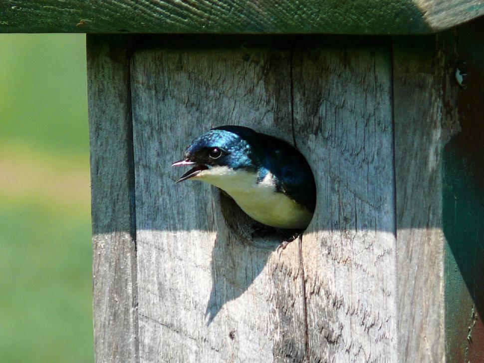 Free Image of Bird Sitting in Birdhouse 