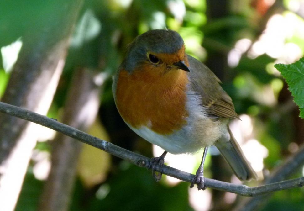 Free Image of Small Bird Perched on Tree Branch 